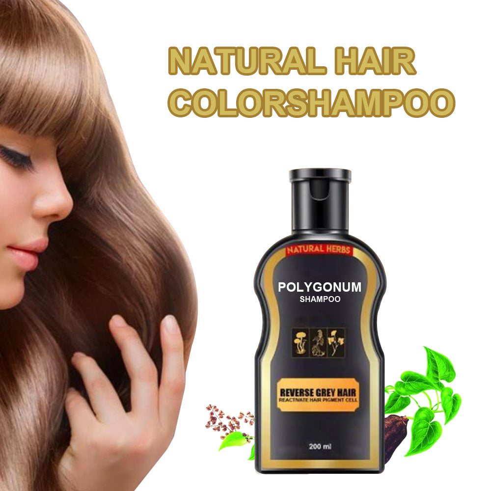 Polygonum multiflorum hair shampoo