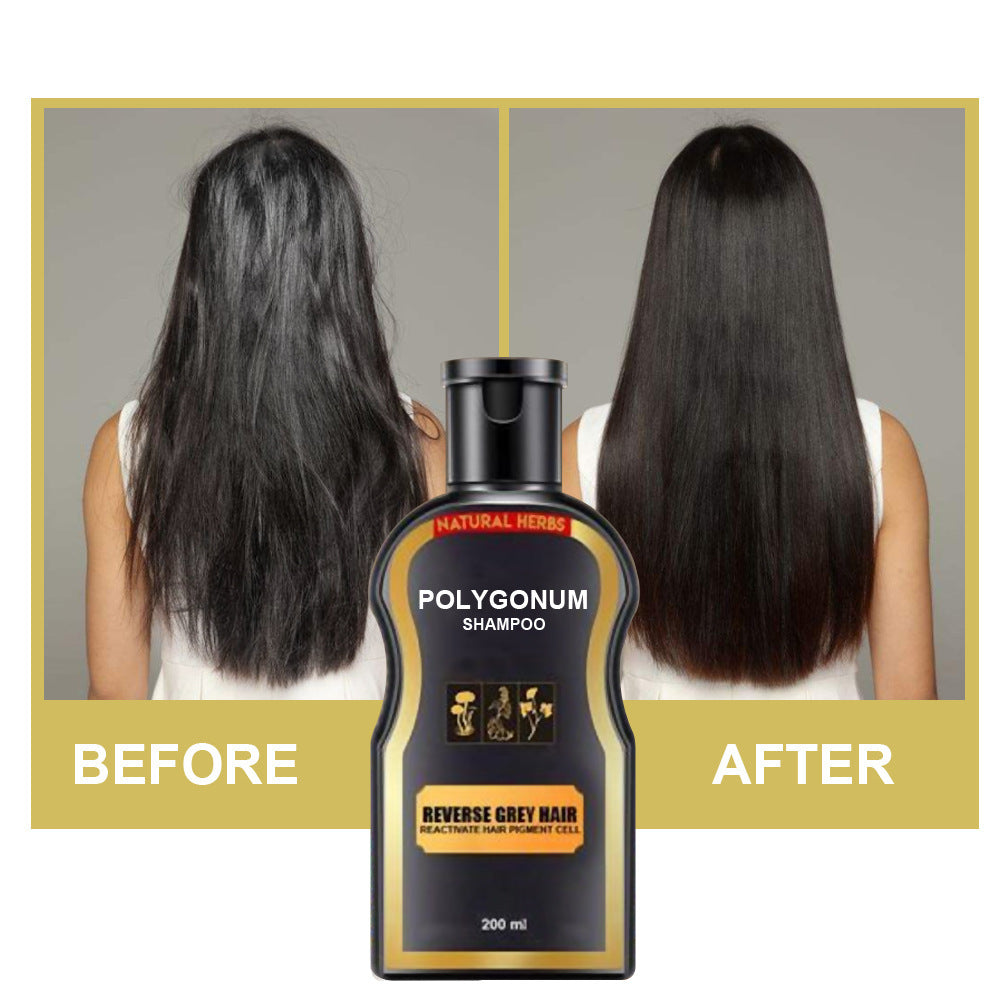 Polygonum multiflorum hair shampoo