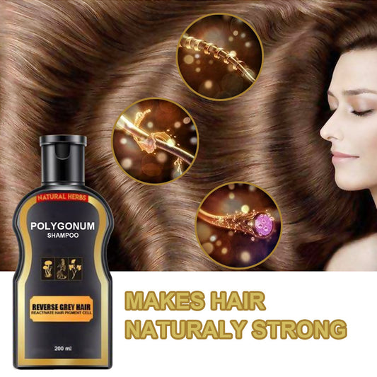 Polygonum multiflorum hair shampoo